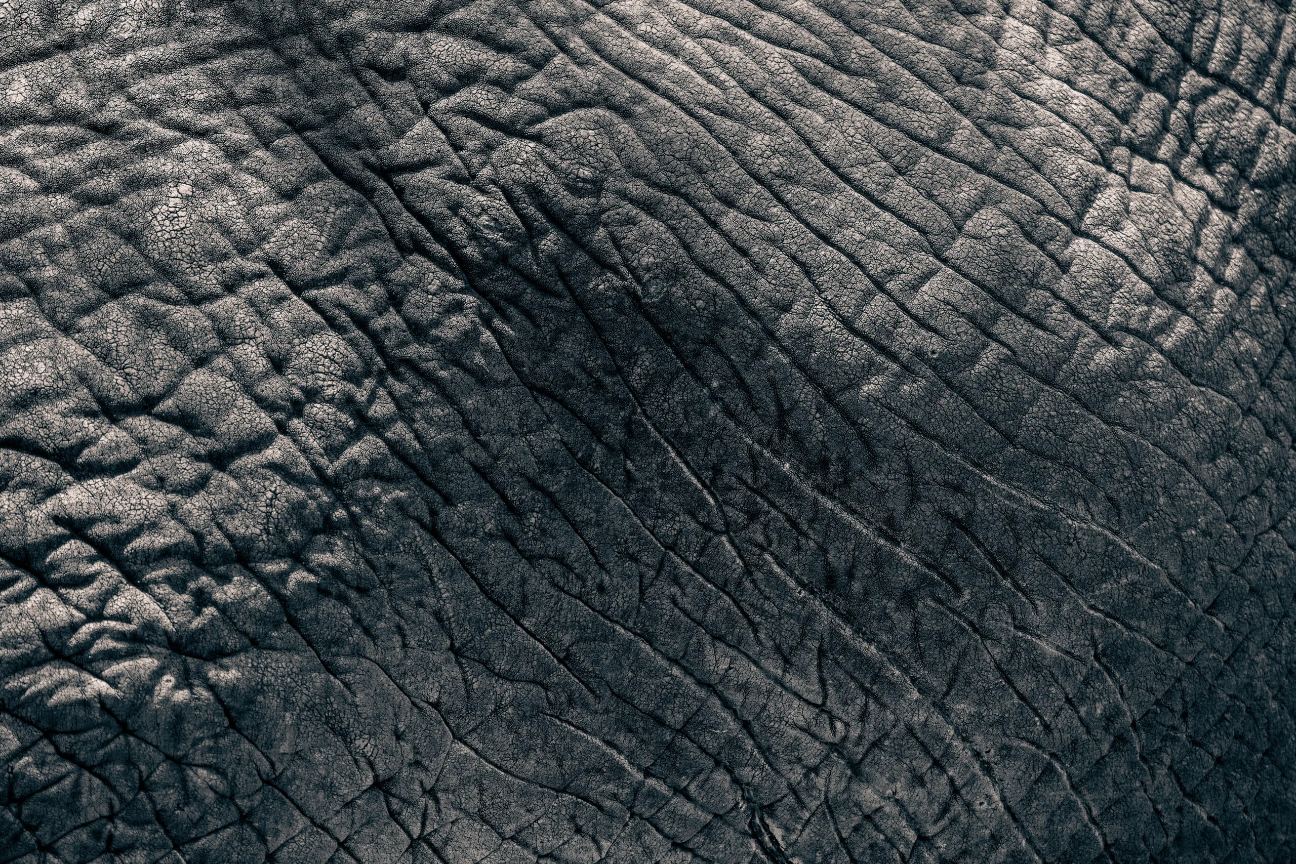 Olifant bij Lake Manyara