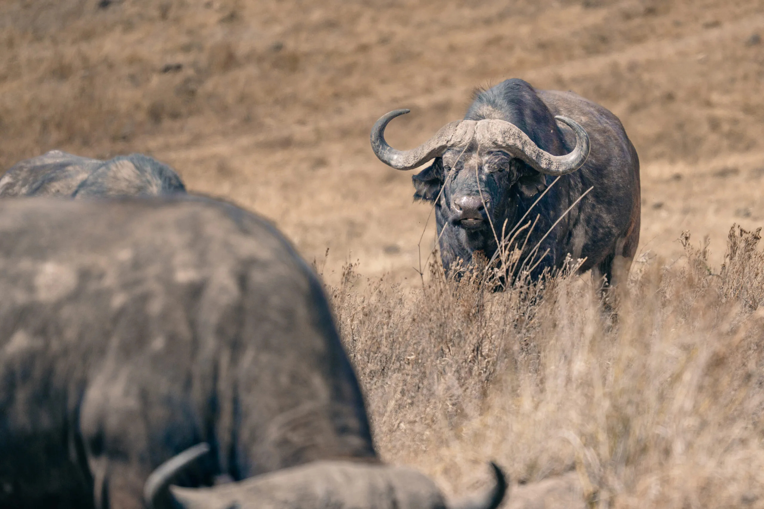 Kafferbuffels in het droge gras van de Afrikaanse savanne