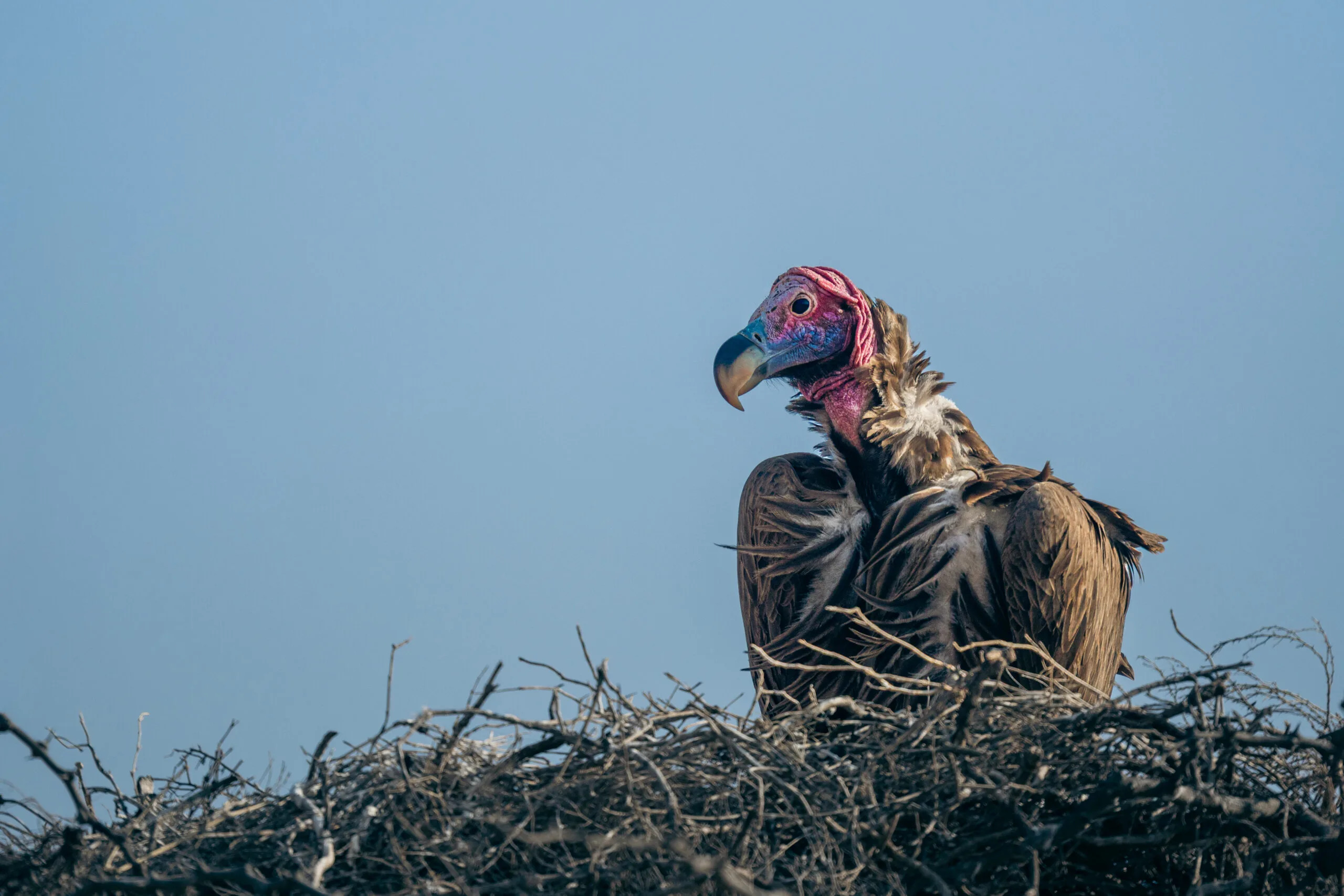 Oorgier op zijn nest in de Serengeti, Tanzania