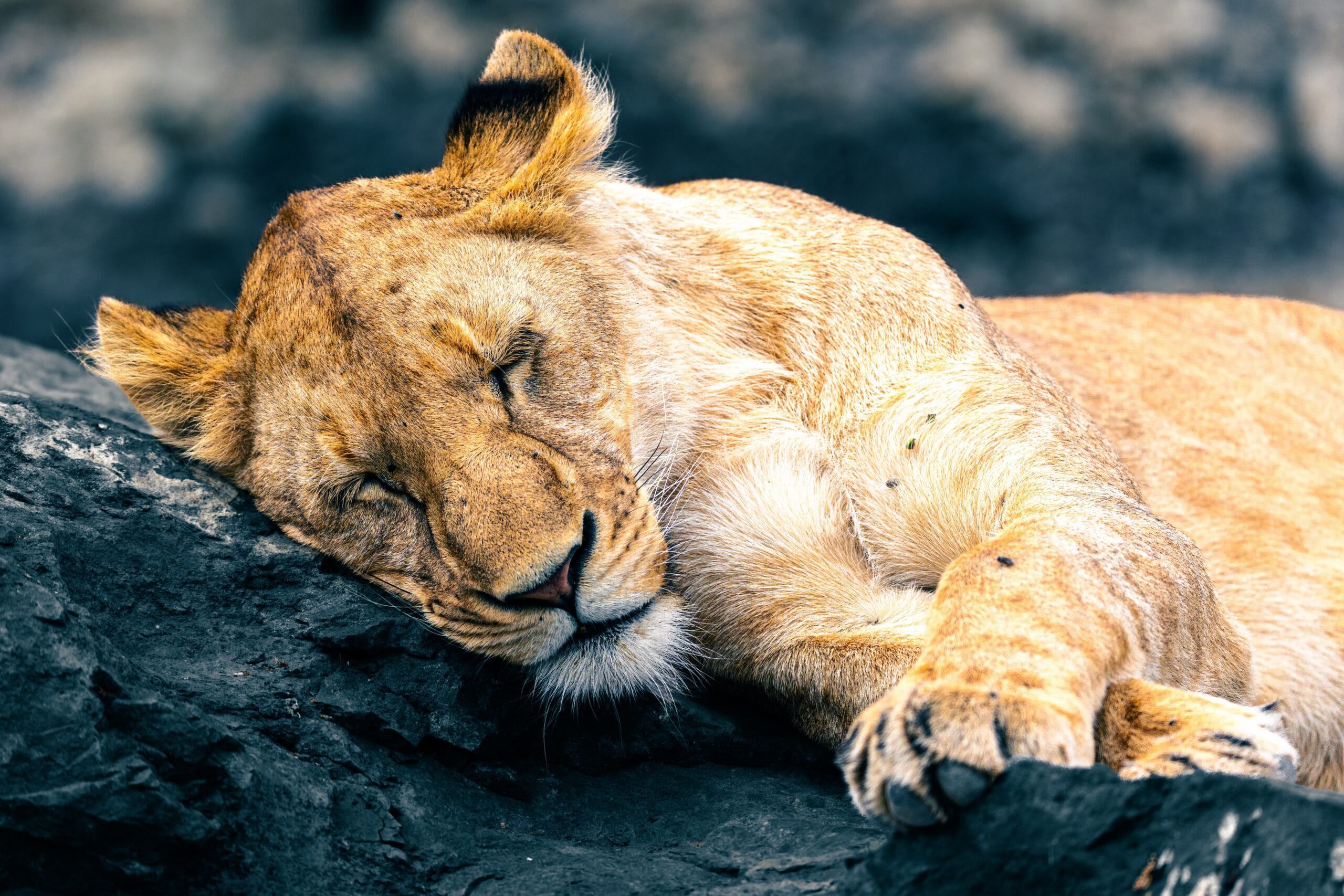 Slapende leeuwin op een rotsblok in de Serengeti, Tanzania