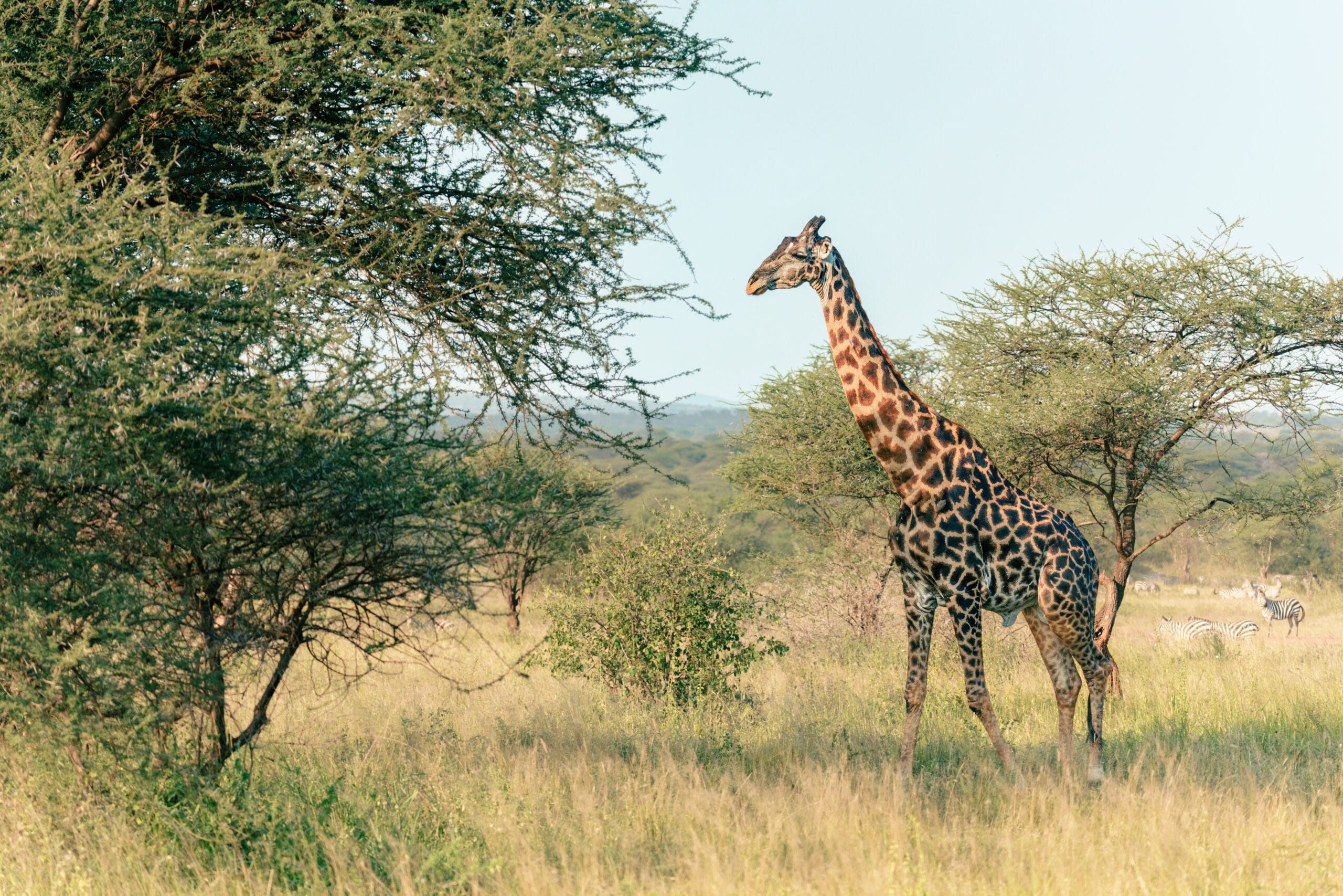 Giraffe tussen de acaciabomen op de vlaktes van de Serengeti