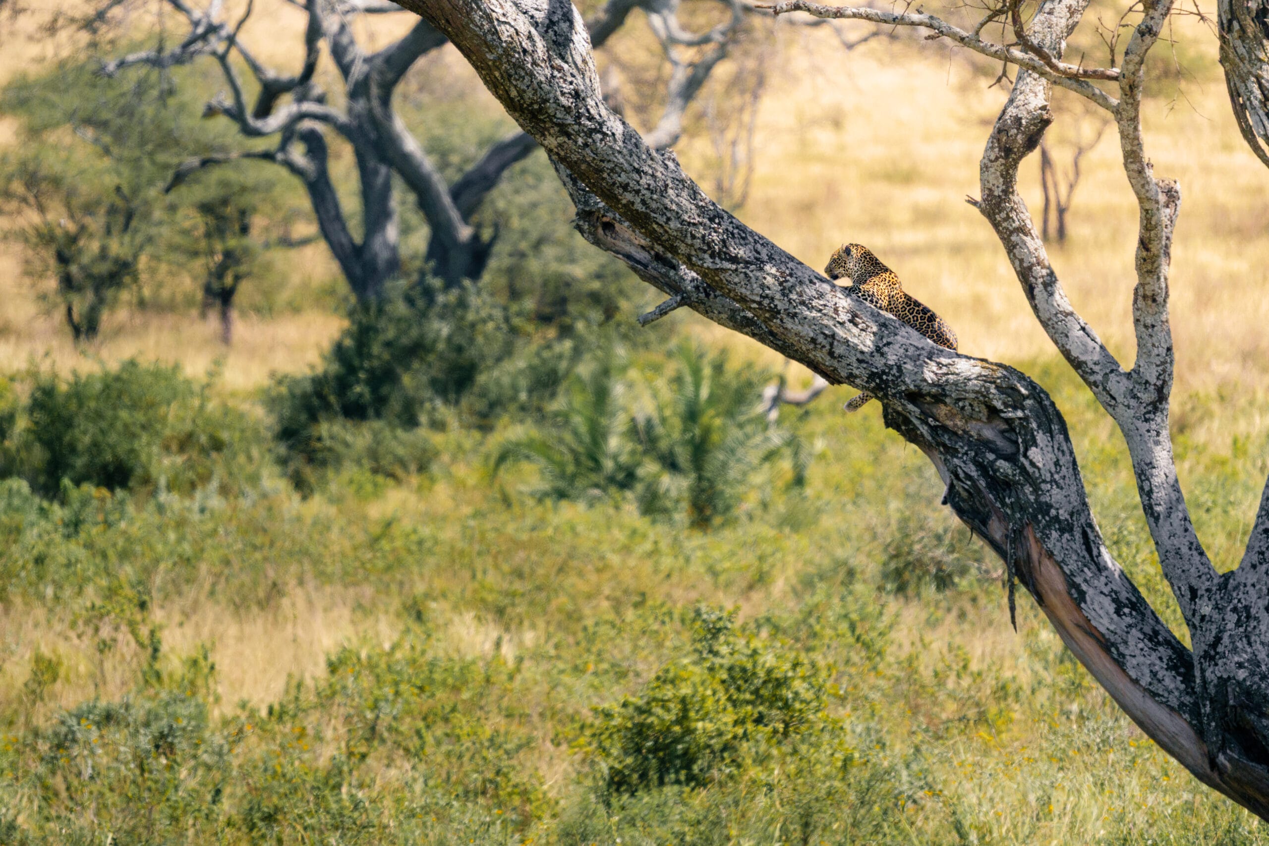 Luipaard rustend op een schuine boomtak in de Serengeti
