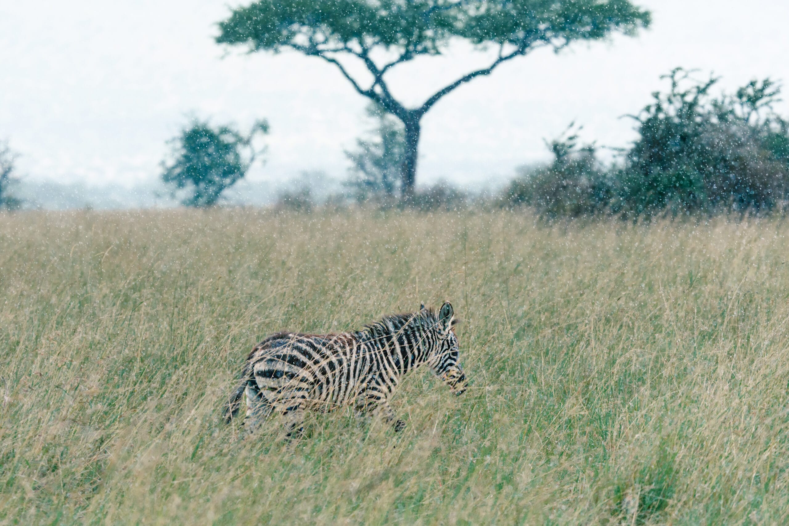 Zebra in het hoge gras met een acacia aan de horizon, Serengeti