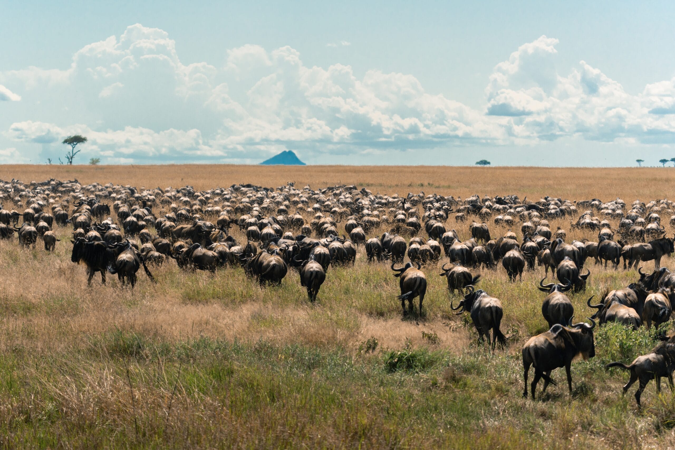 Grote kudde gnoes tijdens de jaarlijkse migratie over de Serengeti-vlakte