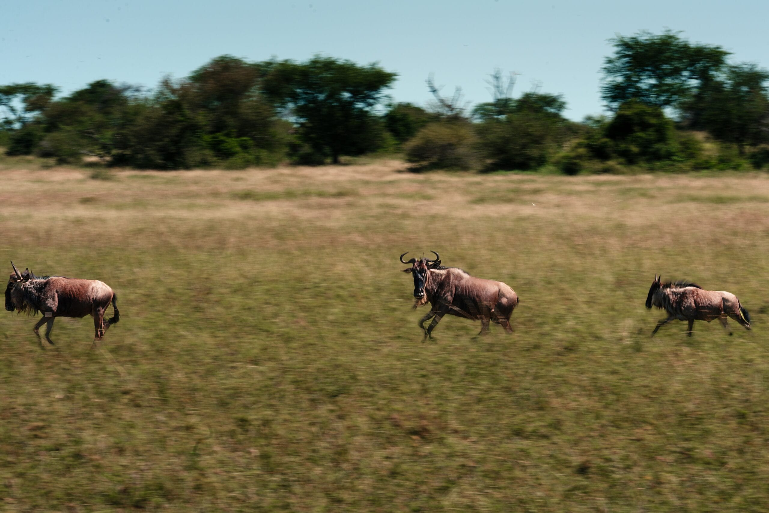 Drie topi-antilopen rennend door het gras van de Serengeti