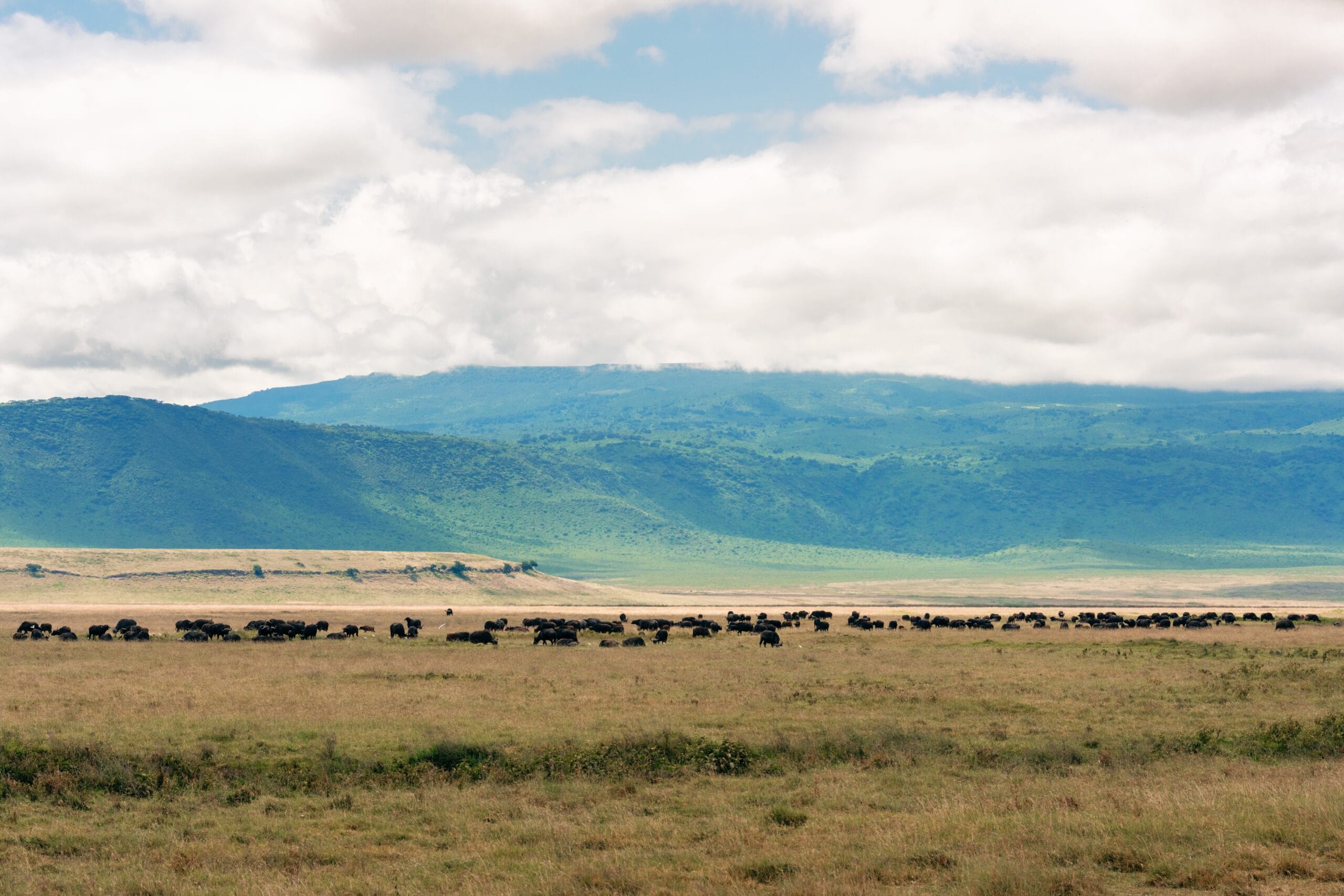 Kudde buffels op de bodem van de Ngorongoro-krater, Tanzania