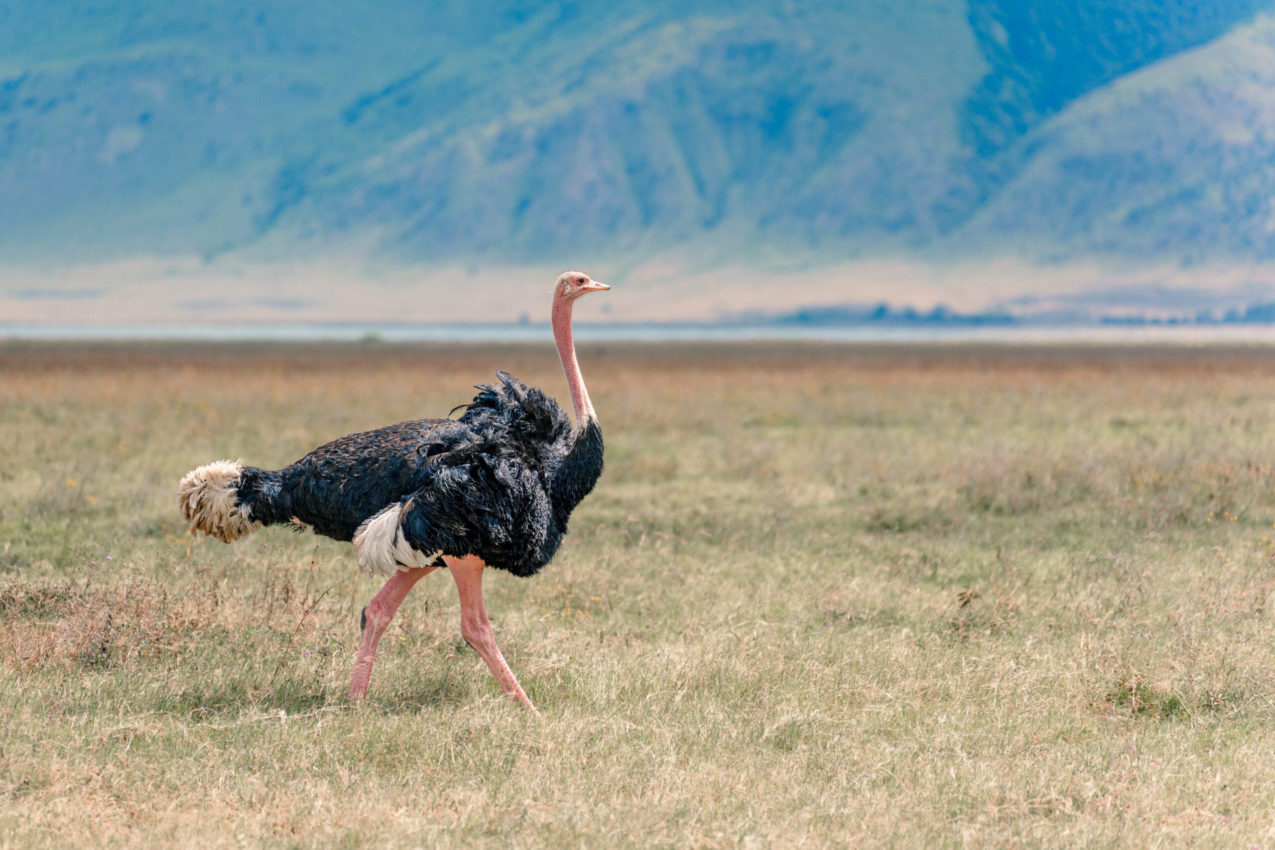 Struisvogelmannetje lopend door de Ngorongoro-krater