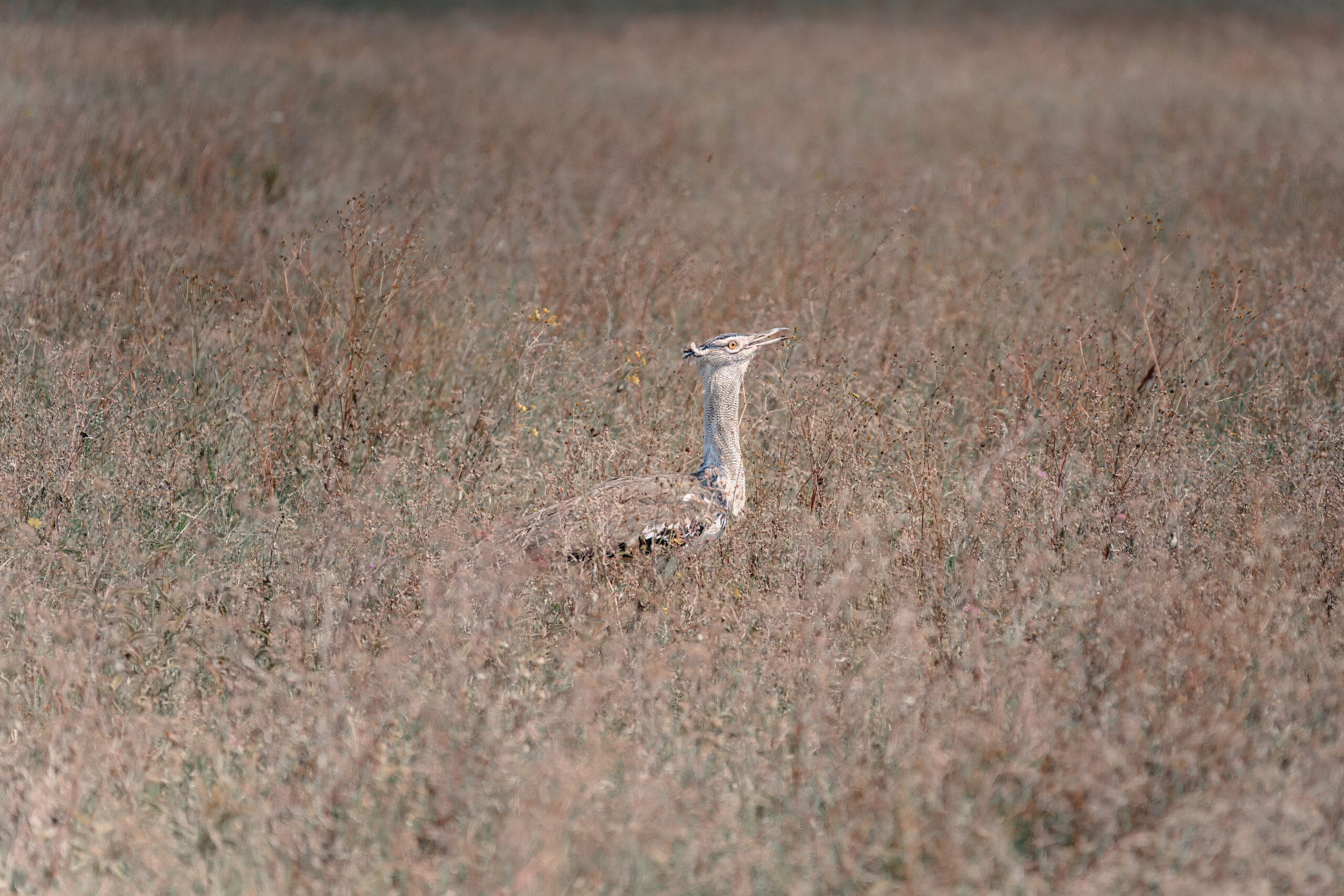 Kori-trap verscholen in het droge gras van de Serengeti