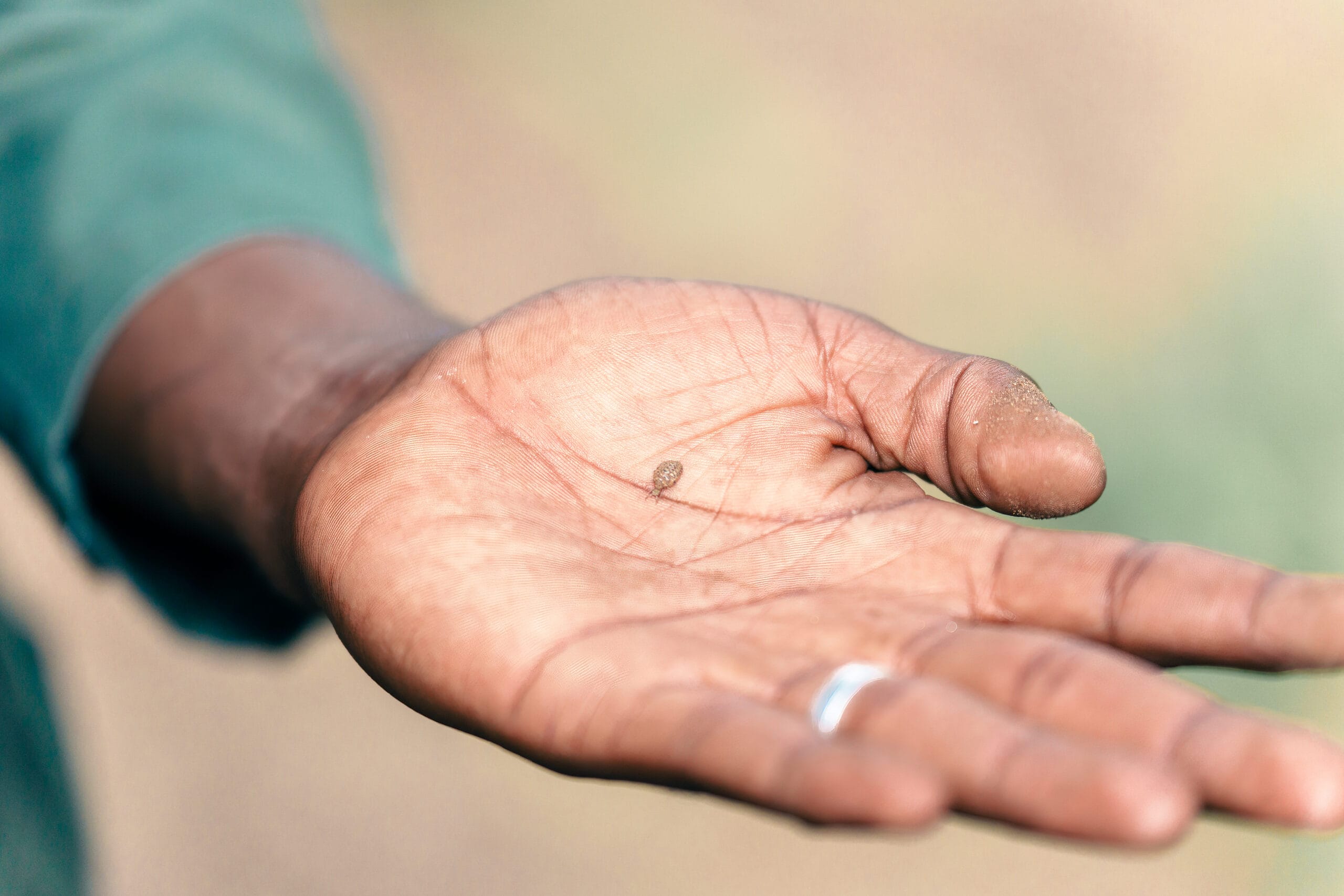 Hand van een safarigids met een klein zaadje op de handpalm