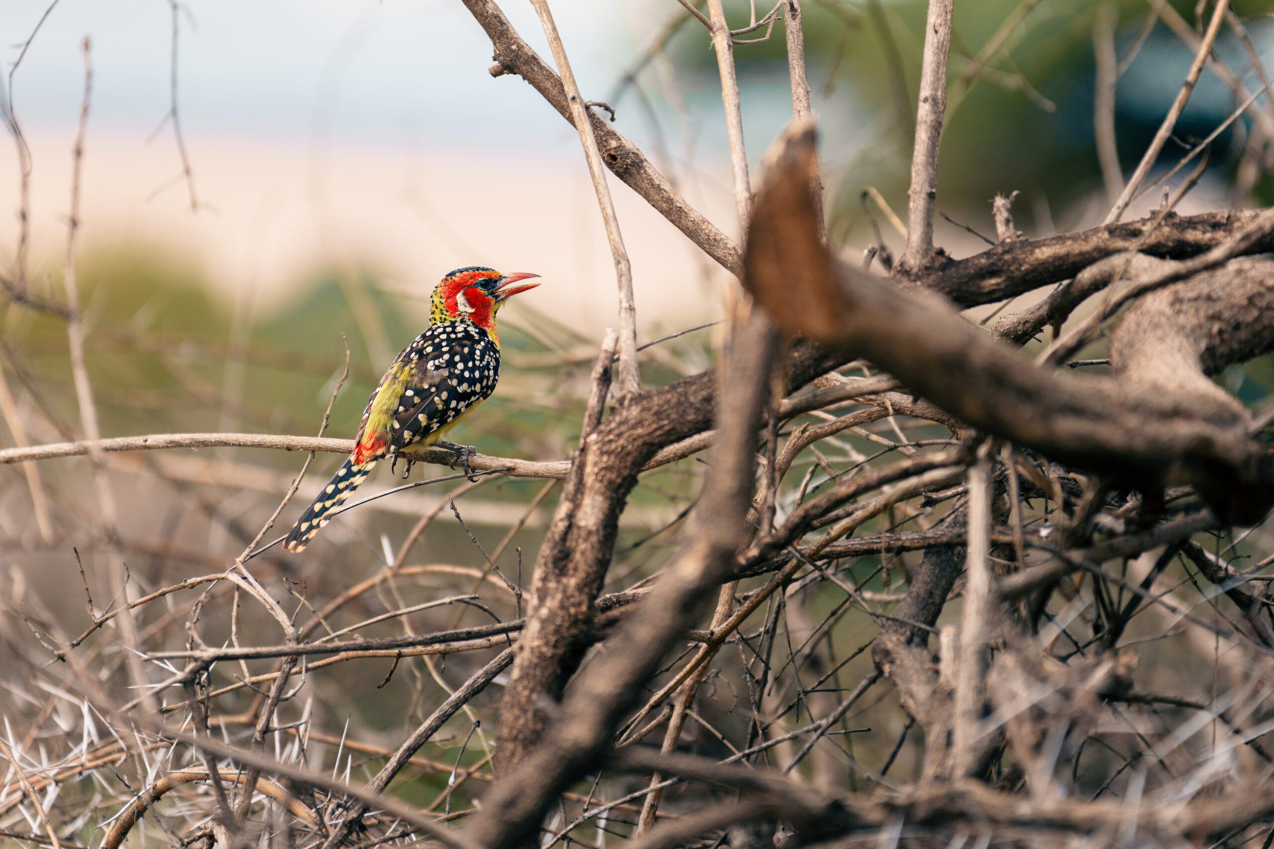 Roodgele baardvogel op een doornige tak in de Serengeti