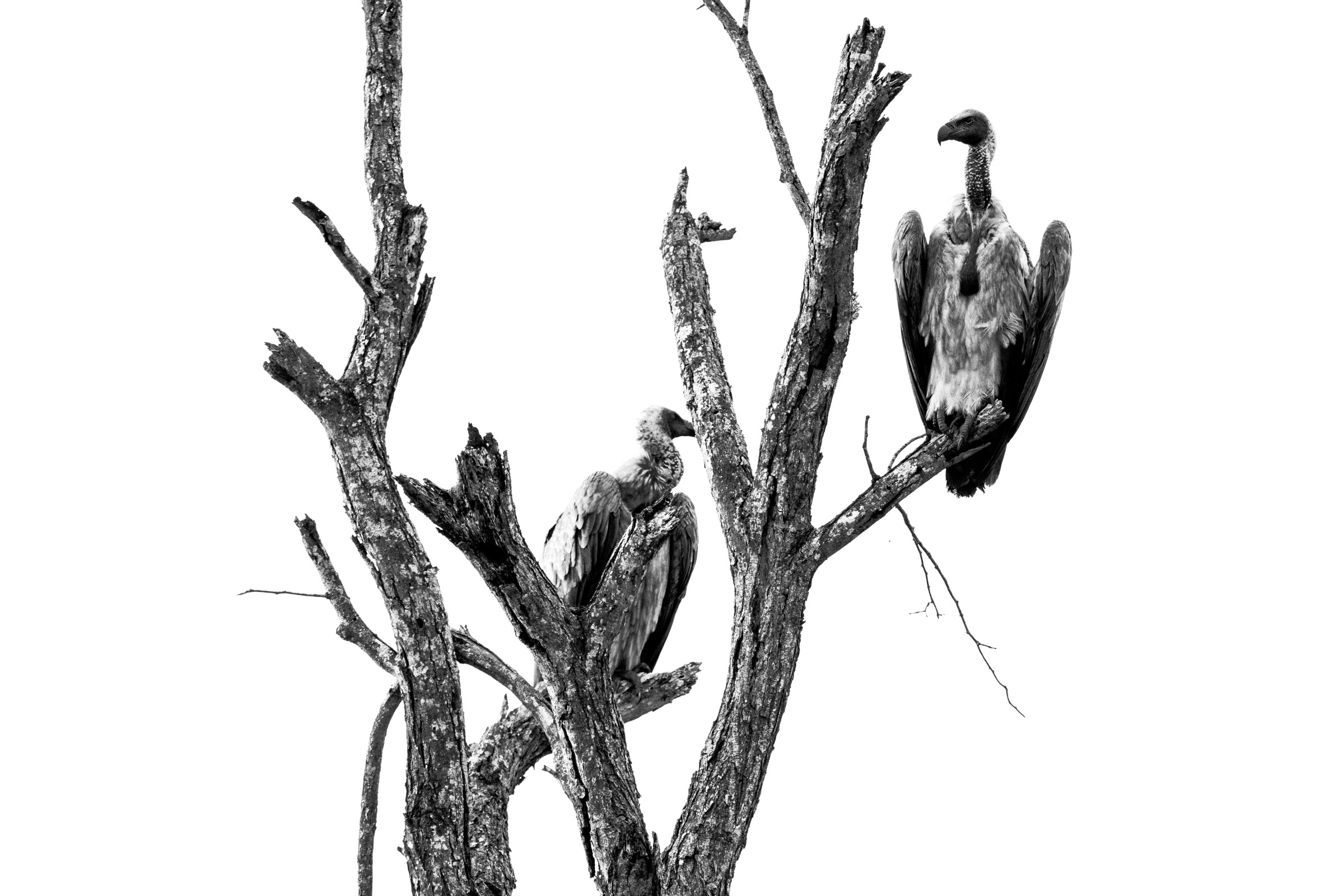 Dode boom