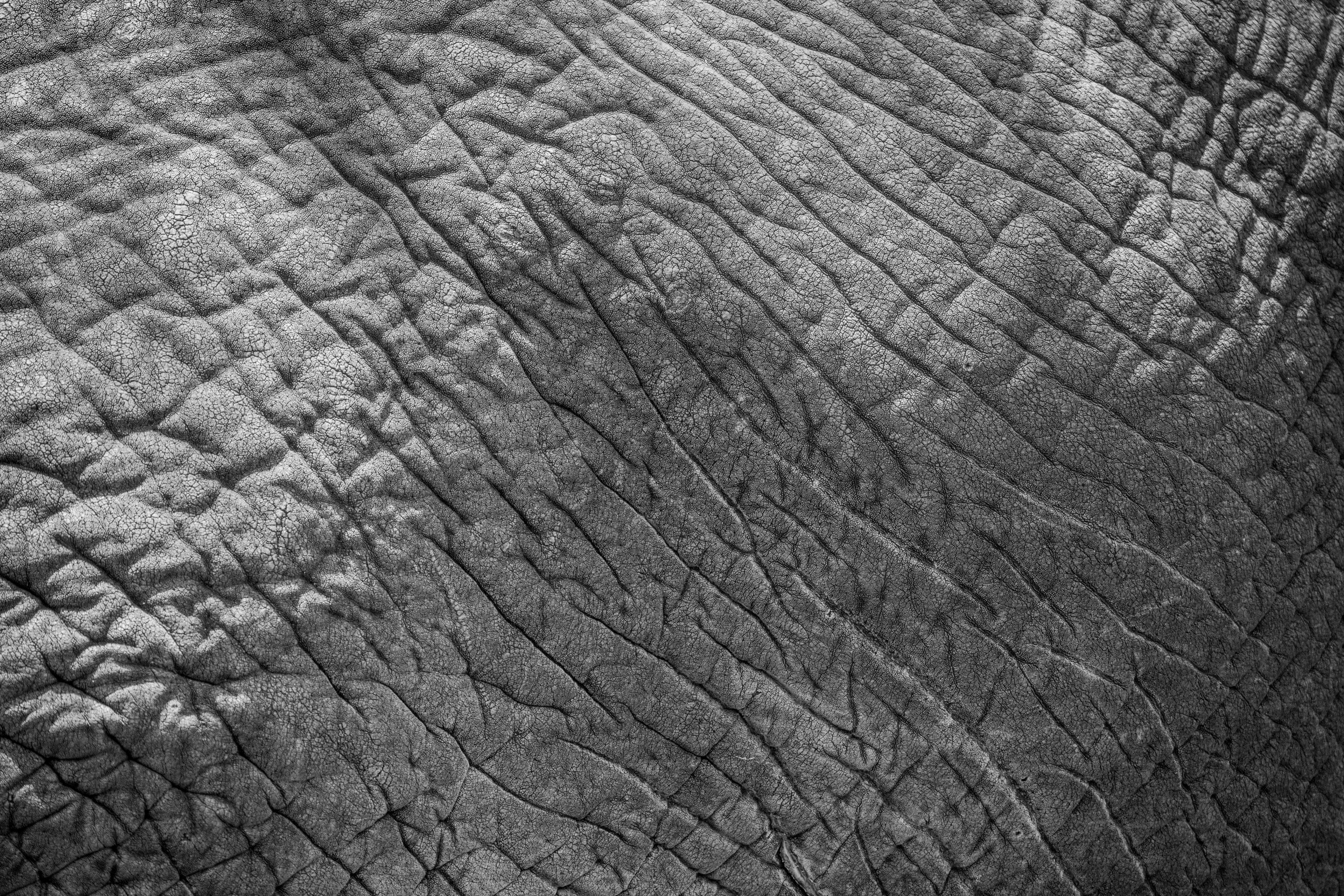 Kaart van een olifant